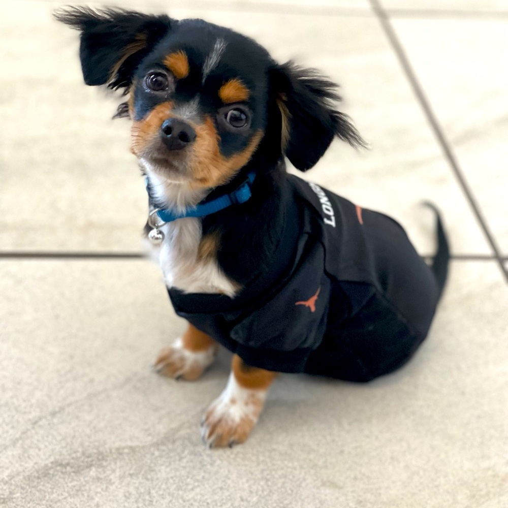 UT pet jersey
